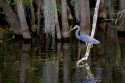 Tricolored Heron in Everglades National Park, Florida.