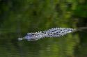 American Alligator in Everglades National Park, Florida.