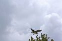 Osprey flying in Everglades National Park, Florida.