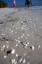 Seashells on the beach at Sanibel Island on the Gulf Coast of Florida.