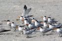 Royal Terns on the beach at Sanibel Island on the Gulf Coast of Florida.