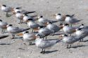 Royal Terns on the beach at Sanibel Island on the Gulf Coast of Florida.