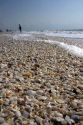 Seashells on the beach at Sanibel Island on the Gulf Coast of Florida.