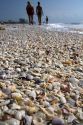 Seashells on the beach at Sanibel Island on the Gulf Coast of Florida.