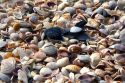 Seashells on the beach at Sanibel Island on the Gulf Coast of Florida.