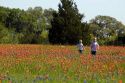 Young boys run through a field of Indian Paintbrush and Bluebonnet wildflowers in Washington County, Texas. MR