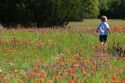 Young boy running through a field of Indian Paintbrush and Bluebonnet wildflowers in Washington County, Texas. MR