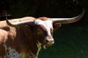 Texas longhorn in Washington County, Texas.