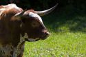 Texas longhorn bull  in Washington County, Texas.