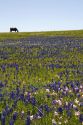 Horse grazing in a field of Bluebonnet and Pink Evening Primrose wildflowers in Washington County, Texas.