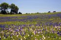 Horse graze in a field of Bluebonnet and Pink Evening Primrose wildflowers in Washington County, Texas.