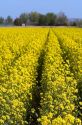 Crop of yellow flowering rapeseed also known as canola in Canyon County, Idaho.