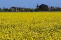 Crop of yellow flowering rapeseed alsa known as canola in Canyon County, Idaho.