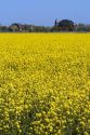 Crop of yellow flowering rapeseed also known as canola in Canyon County, Idaho.