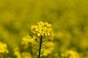 Yellow flowering rapeseed also known as canola in Canyon County, Idaho.