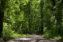 Pathway leading into a green hardwood forest in Eaton County, Michigan.