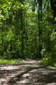 Pathway leading into a green hardwood forest in Eaton County, Michigan.