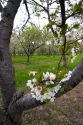 Apple blossoms in an orchard at Leland, Michigan.