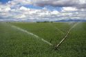Sprinkler irrigation in a wheat field in Canyon County, Idaho.