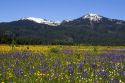 Meadow of Camas Lily wildflowers below Snowbank Mountian in Round Valley, Idaho.