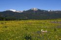 Small dog running through a meadow of wildflowers below Snowbank Mountain in Round Valley, Idaho.
