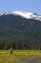 Woman and her dog play in a field of wildflowers below Snowbank Mountain in Round Valley, Idaho. MR