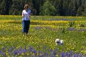 Woman and her dog playing in a meadow of wildflowers in Round Valley, Idaho. MR