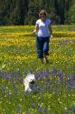 Woman and her dog play in a meadow of wildflowers in Round Valley, Idaho. MR