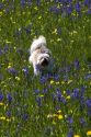 Small dog running through a meadow of wildflowers in Round Valley, Idaho.