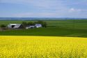 Crop of Rapeseed also known as Canola grows in Grangeville, Idaho.