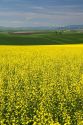 Crop of Rapeseed also known as Canola in Grangeville, Idaho.