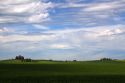 Fields of green wheat near Nezperce, Idaho.