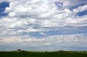 Fields of green wheat near Nezperce, Idaho.
