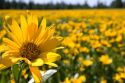 Yellow balsamroot wildflower in Island Park near the Henrys Fork in Idaho.