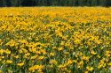 Meadow of yellow balsamroot wildflowers in Island Park near the Henrys Fork in Idaho.