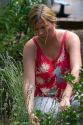 31 year old woman deadheading lavender in the garden, Boise, Idaho. MR