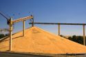 Large pile of harvested wheat at a storage facility in Mission, Oregon.