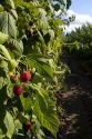 Raspberries growing on a farm in Whatcom County, Washington.