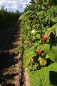 Raspberries grow on a farm in Whatcom County, Washington.