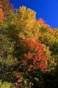 Fall foliage in the White Mountain National Forest, Grafton County, New Hampshire, USA.