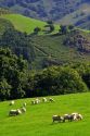Sheep graze on rural farmland in the Baztan Valley of the Navarre region of northern Spain.