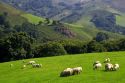 Sheep graze on rural farmland in the Baztan Valley of the Navarre region of northern Spain.