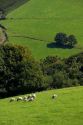 Sheep graze on rural farmland in the Baztan Valley of the Navarre region of northern Spain.