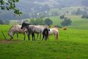 Horse graze on rural farmland near the town of Solares, Cantabria, Spain.