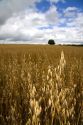 Field of ripe oats in the Cotswolds of West-Central England.