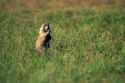 Prairie dog in the grasslands of South Dakota.