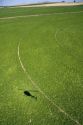 Aerial view of a sugar beet crop with the shadow of a helicopter in Jerome, Idaho, USA.