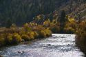 Fall foliage along the south fork of the Boise River in Elmore County, Idaho, USA.