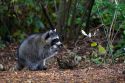 Raccoon eating dog food in Shelton, Washington, USA.