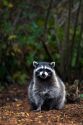 Raccoon in Shelton, Washington, USA.